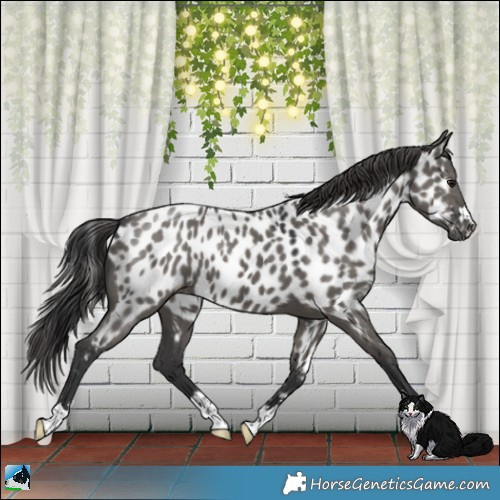 Horse Color:Grullo Near Leopard