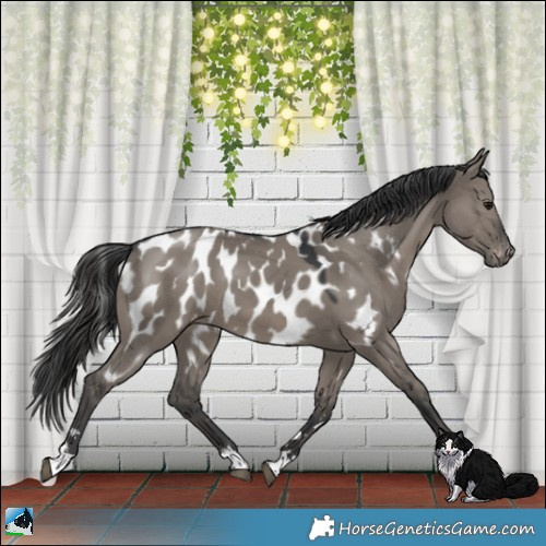 Horse Color:Grullo Appaloosa 