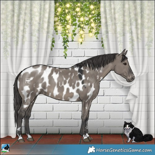 Horse Color:Grullo Near Leopard