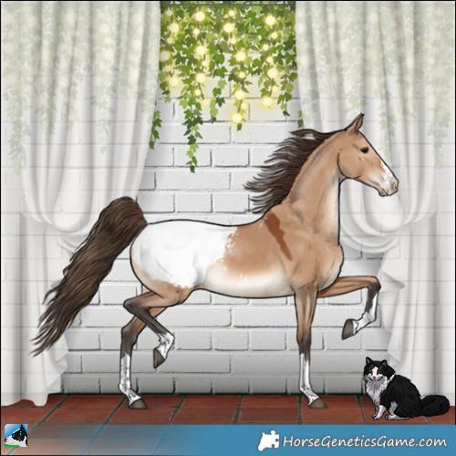 Horse Color:Bay Dun Appaloosa 