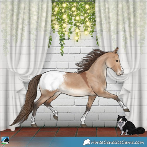 Horse Color:Bay Dun Snowcap 