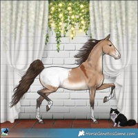 Horse Color:Bay Dun Appaloosa 