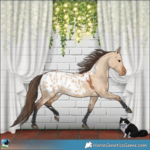 Horse Color:Bay Dun Appaloosa
