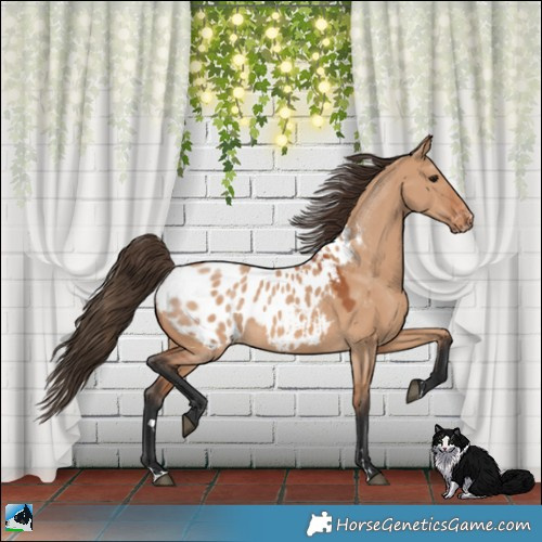 Horse Color:Bay Dun Appaloosa 