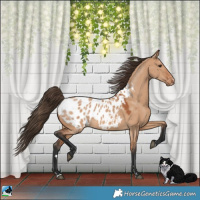 Horse Color:Bay Dun Appaloosa 