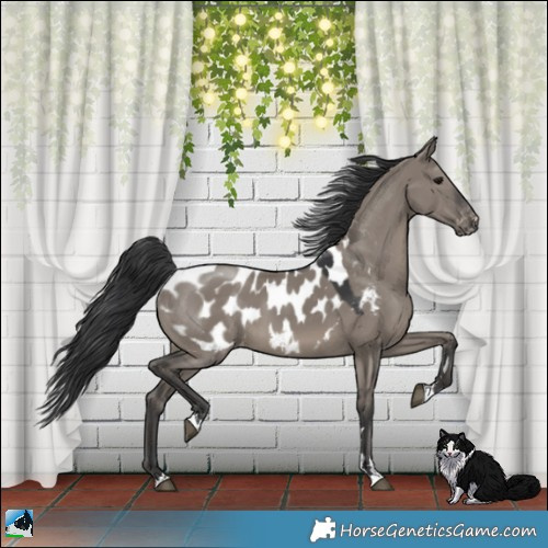 Horse Color:Grullo Appaloosa 