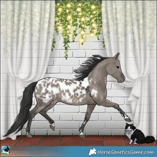 Horse Color:Grullo Blanket