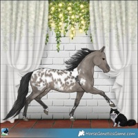 Horse Color:Grullo Blanket 