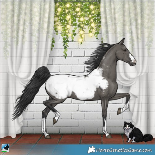 Horse Color:Grullo Snowcap