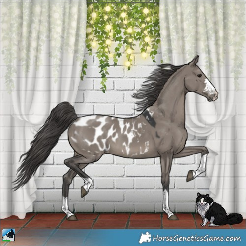 Horse Color:Grullo Appaloosa 