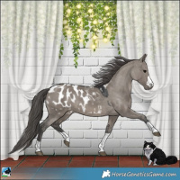 Horse Color:Grullo Blanket