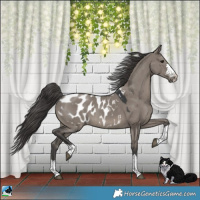 Horse Color:Grullo Appaloosa