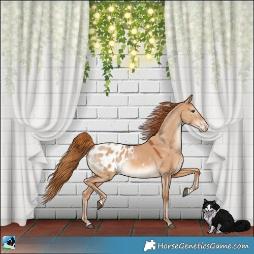 Horse Color:Red Dun Appaloosa 