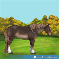 Horse Color:White Spotted Liver Chestnut