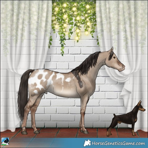 Horse Color:Liver Red Dun Appaloosa 