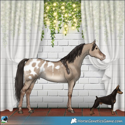 Horse Color:Liver Red Dun Appaloosa