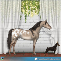 Horse Color:Liver Red Dun Appaloosa 