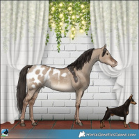 Horse Color:Liver Red Dun Appaloosa