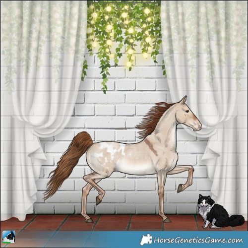 Horse Color:Red Dun Roan Appaloosa 