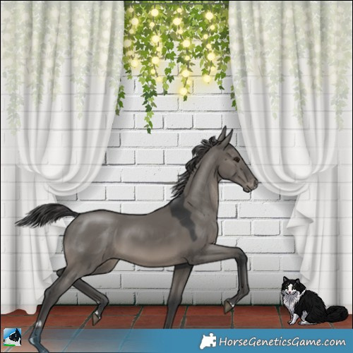 Horse Color:Grullo Appaloosa 