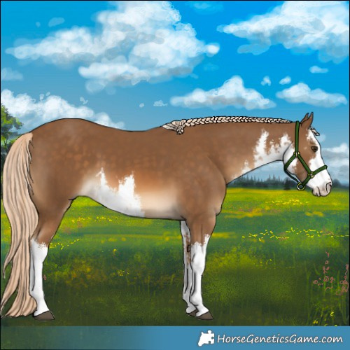 Horse Color:White Spotted Chocolate Palomino 