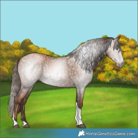 Horse Color:Gray Liver Chestnut Pearl Tobiano 