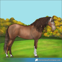 Horse Color:Gray Liver Chestnut Pearl Tobiano