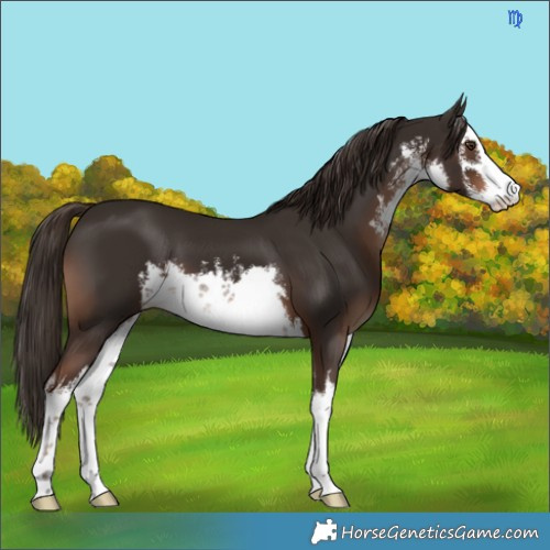 Horse Color:White Spotted Liver Chestnut 
