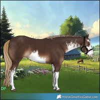 Horse Color:White Spotted Liver Chestnut 