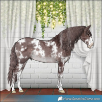 Horse Color:Platinum White Spotted Chocolate Brown Merle Rabicano