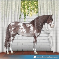 Horse Color:Platinum White Spotted Chocolate Brown Merle Rabicano