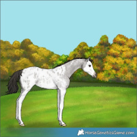 Horse Color:Gray Smoky Grullo Roan Splash Blanket Rabicano
