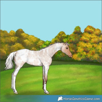 Horse Color:White Spotted Silver Bay Roan Dun Varnish Rabicano