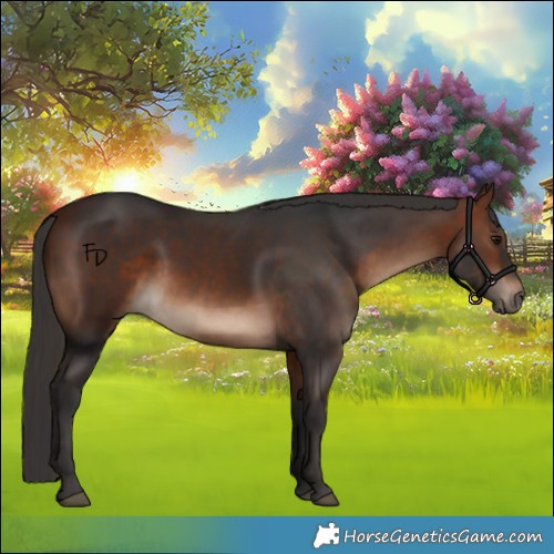 Horse Color:White Spotted Bay 