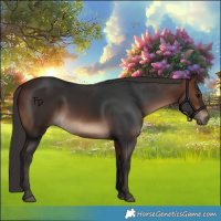 Horse Color:White Spotted Bay