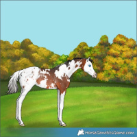 Horse Color:White Spotted Bay Splash Appaloosa Rabicano 