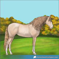 Horse Color:Gold Champagne Pearl Rabicano  and Gold Champagne Pearl Rabicano 