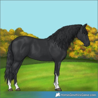 Horse Color:Black Tobiano 
