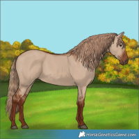Horse Color:Red Dun