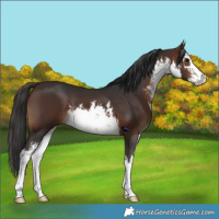 Horse Color:White Spotted Brown 