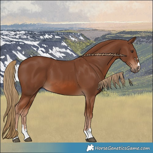 Horse Color:Chestnut 