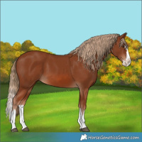Horse Color:Chestnut Splash 