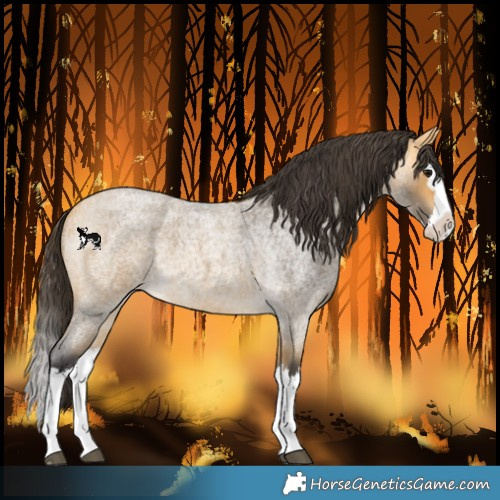 Horse Color:Buckskin Roan Splash 