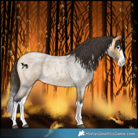 Horse Color:Buckskin Roan Splash 