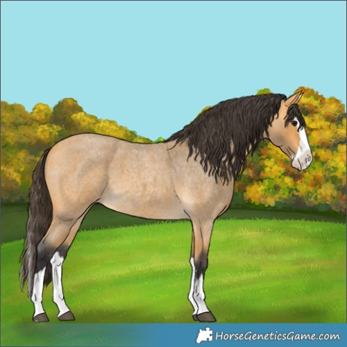 Horse Color:Buckskin Roan Splash 