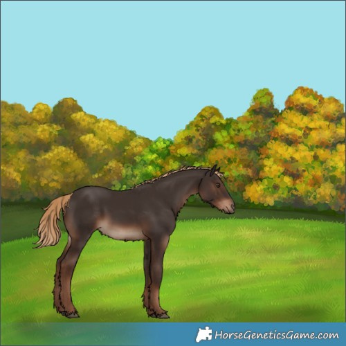 Horse Color:White Spotted Liver Chestnut 