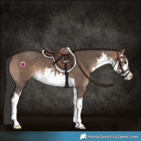 Horse Color:White Spotted Brown Dun 