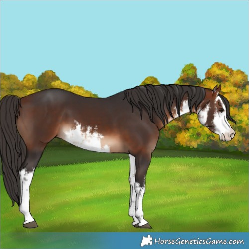 Horse Color:White Spotted Bay 