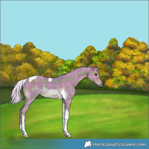 Horse Color:Watercolor Plaid  Silver Grullo Tobiano 
