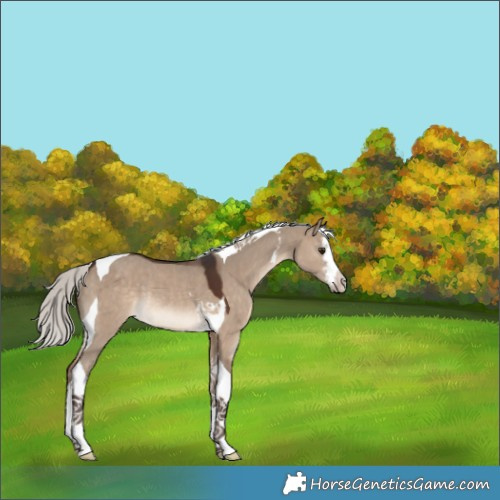 Horse Color:White Spotted Silver Brown Dun Tobiano Rabicano 